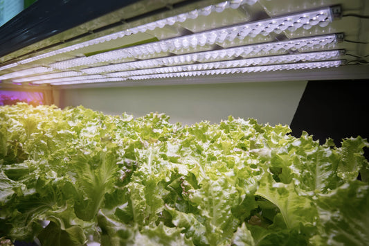 Setting Up Your First Indoor Garden with LED Grow Lights
