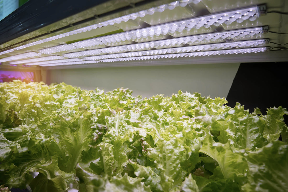 Setting Up Your First Indoor Garden with LED Grow Lights